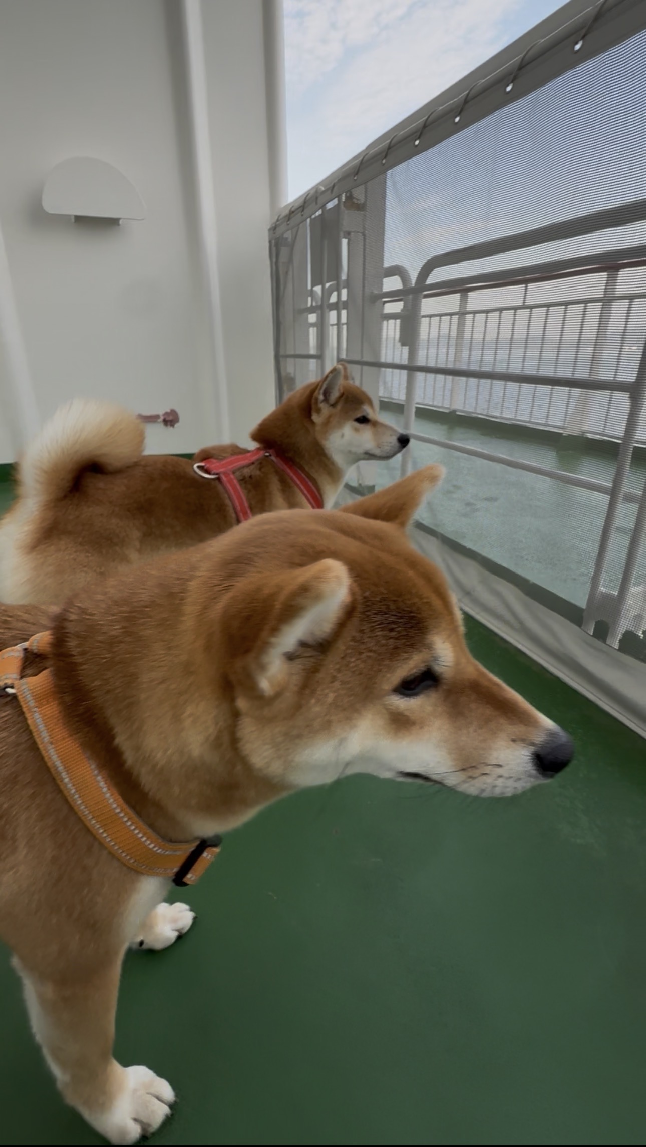 「ユウちゃん」「リンちゃん」
