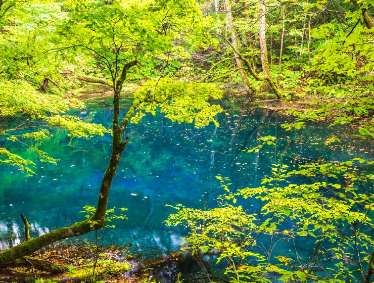 白神山地